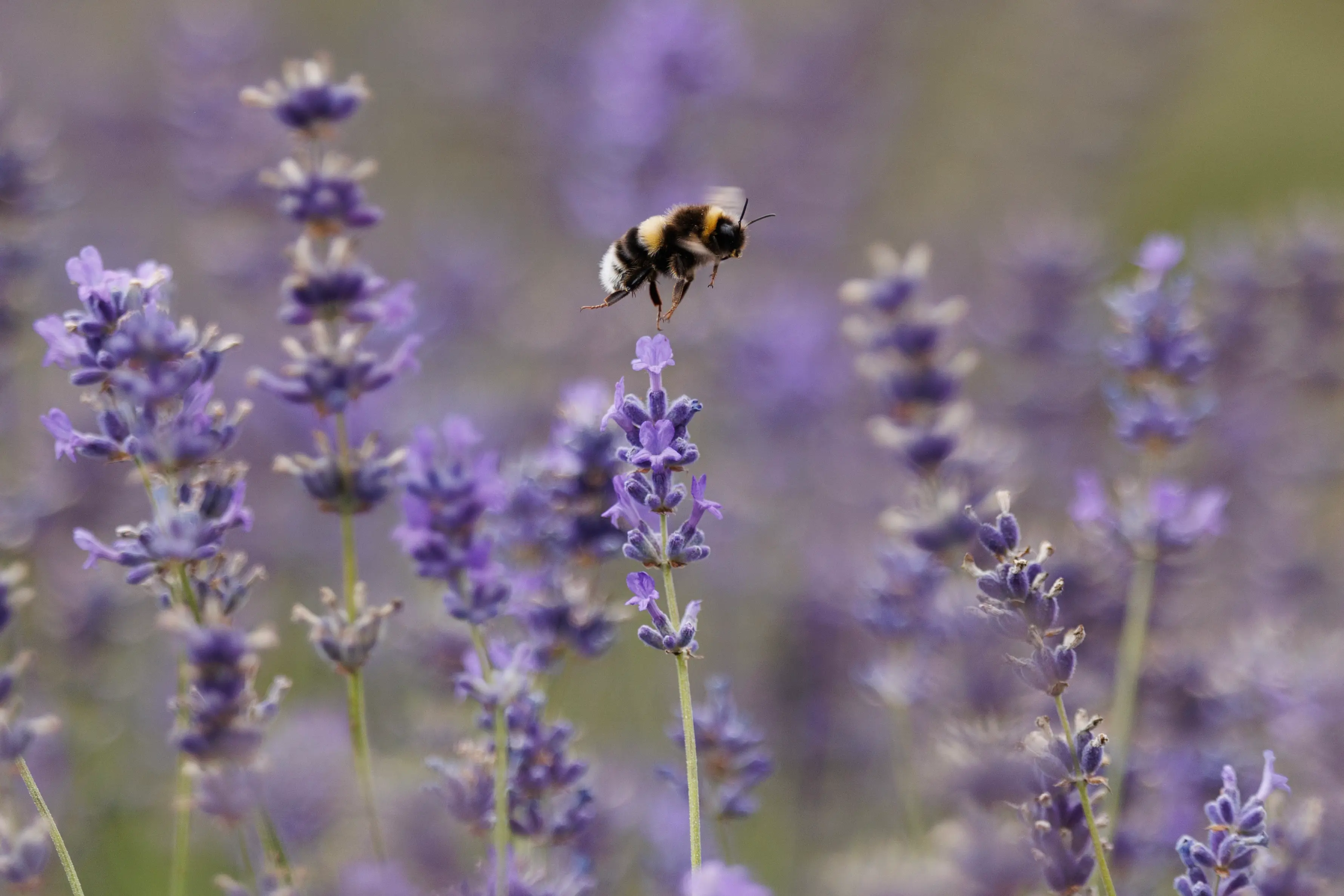 Humans Are Changing How Nature Smells, With Risks for Wildlife