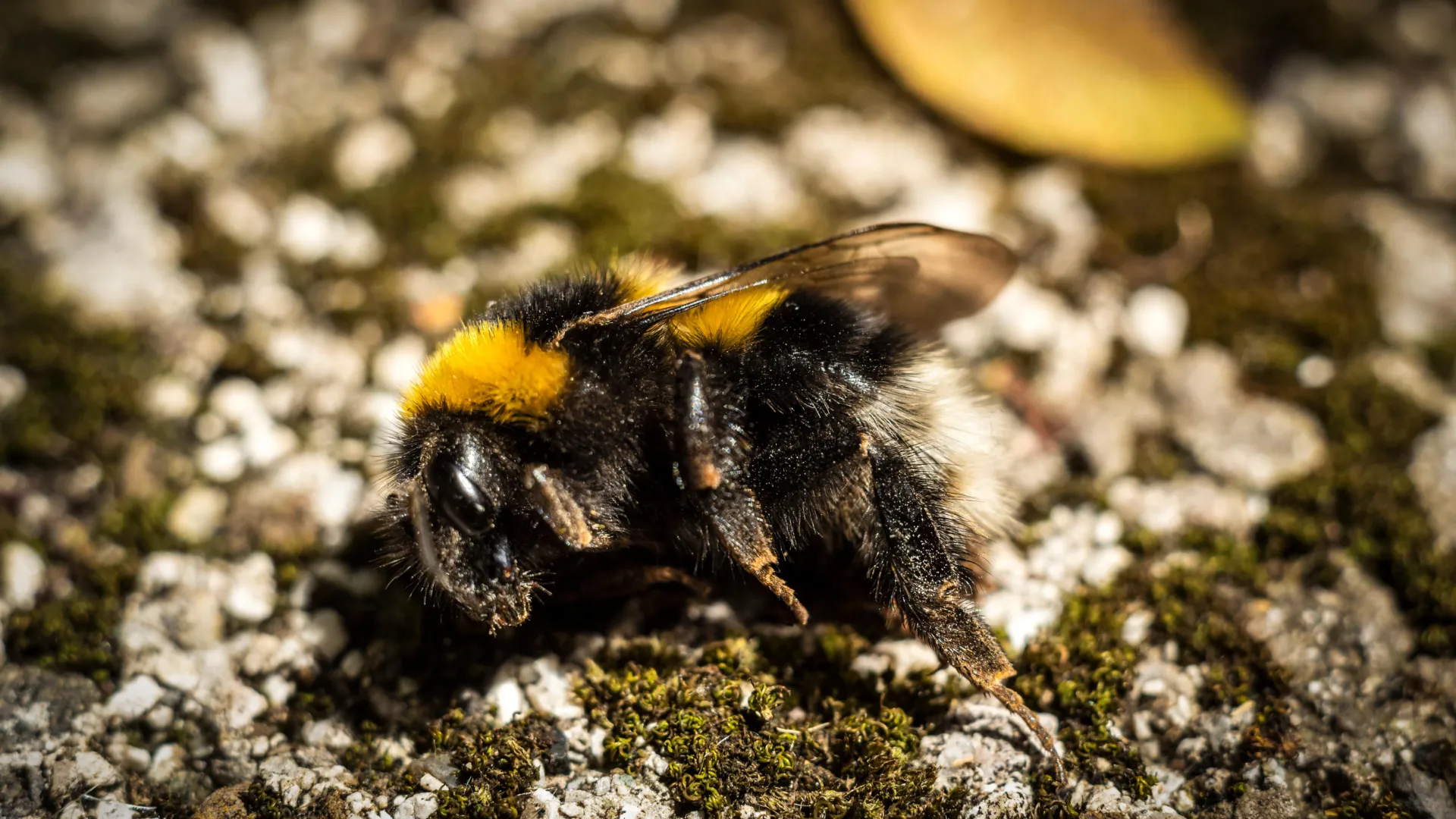 Why are so many dead bumblebees appearing on sidewalks?