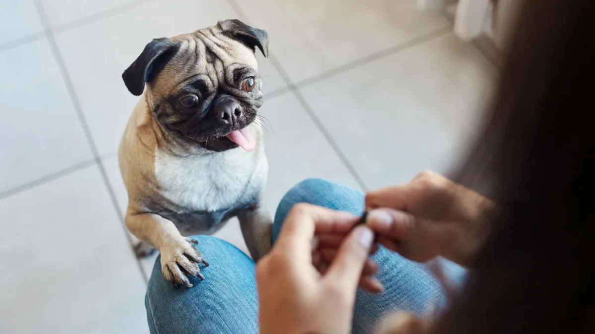 Dog brains act surprisingly human when told ‘no’
