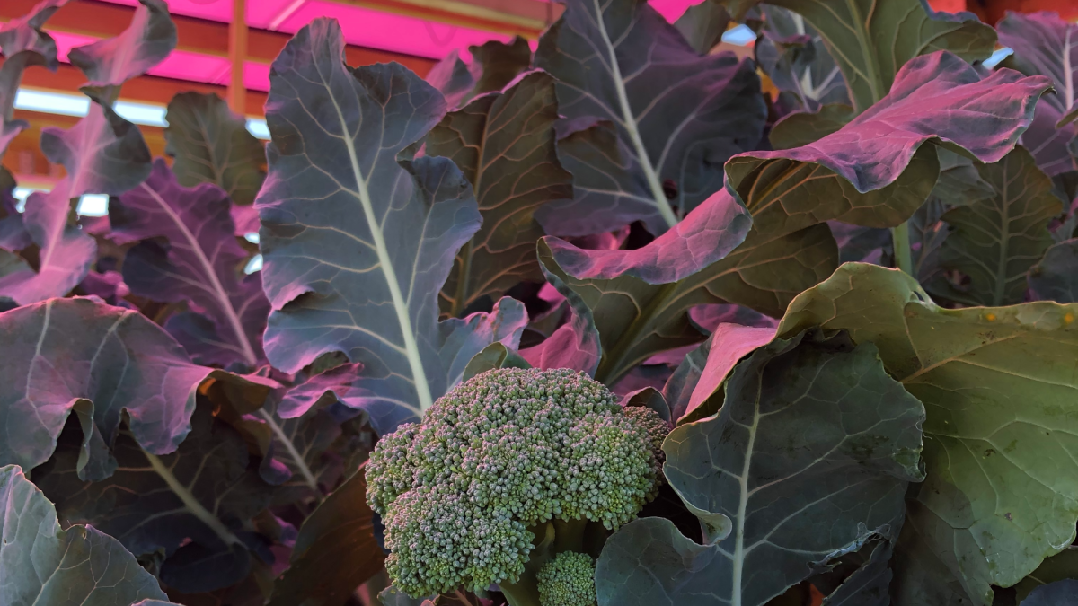 Pink light helps broccoli grow